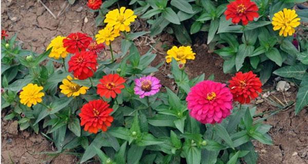 百日草的种植与特点（百日草的品种、生长环境及种植技巧）