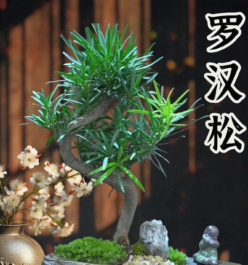 室内养殖罗汉松的全面指南（以罗汉松为家居装饰，如何科学养护？）