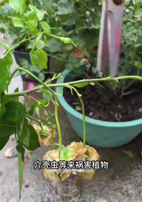 油炸出虫了怎么办？（掌握正确方法，解决养花中的虫害问题）