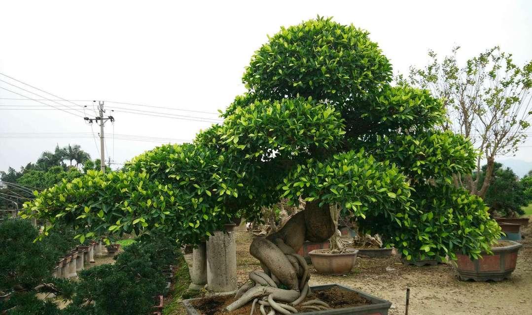 《嫁接小叶榕树盆景的养护之道》（掌握嫁接技巧，打造美丽盆景）