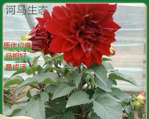 掌握地瓜牡丹的养殖技巧，打造美丽花园（地瓜牡丹养护全攻略，带你享受花园盛宴）