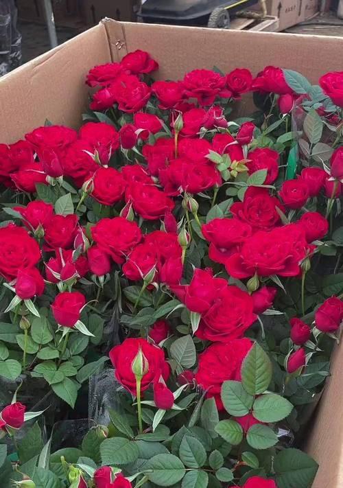 玫瑰花如何快速开花（技巧、养护与注意事项）