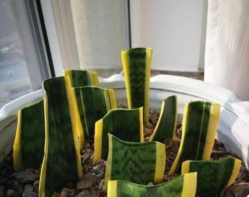 虎皮兰叶打卷的原因及处理方法（了解虎皮兰叶打卷现象，做好养护和修剪）
