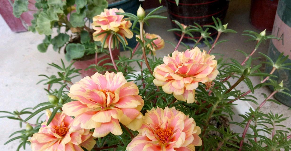 养护六月仙花的方法与技巧（打造绚丽夏日花海，关键是秘密养护法）