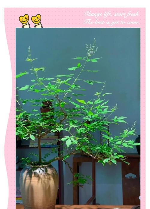 养护黄荆盆景的绝佳方法（让你的黄荆盆景持久美丽的秘诀）