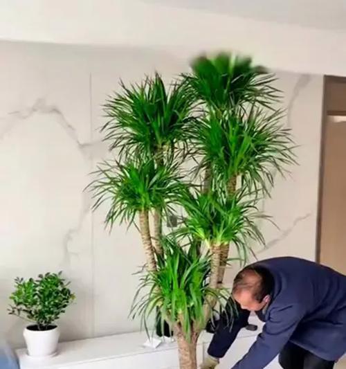 龙血树叶子向外打卷的原因及处理方法（探究龙血树叶子向外打卷的主要原因及采取有效措施保护植物健康）