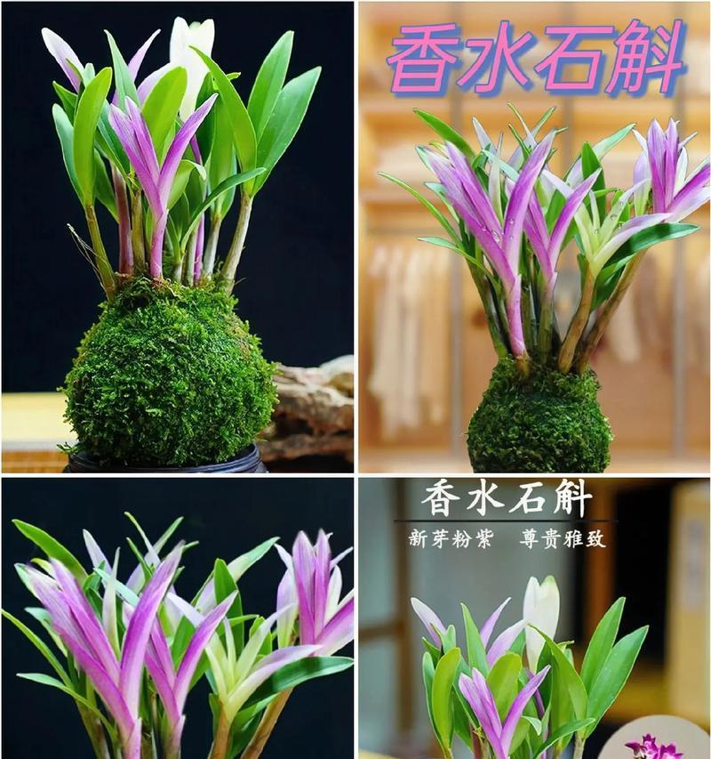 以石斛家里怎么养？（养殖石斛的技巧与方法）
