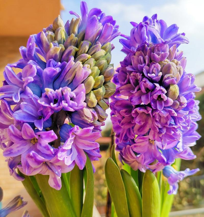 凤信子花的养殖技巧（打造美丽花园的秘籍，轻松养凤信子花）