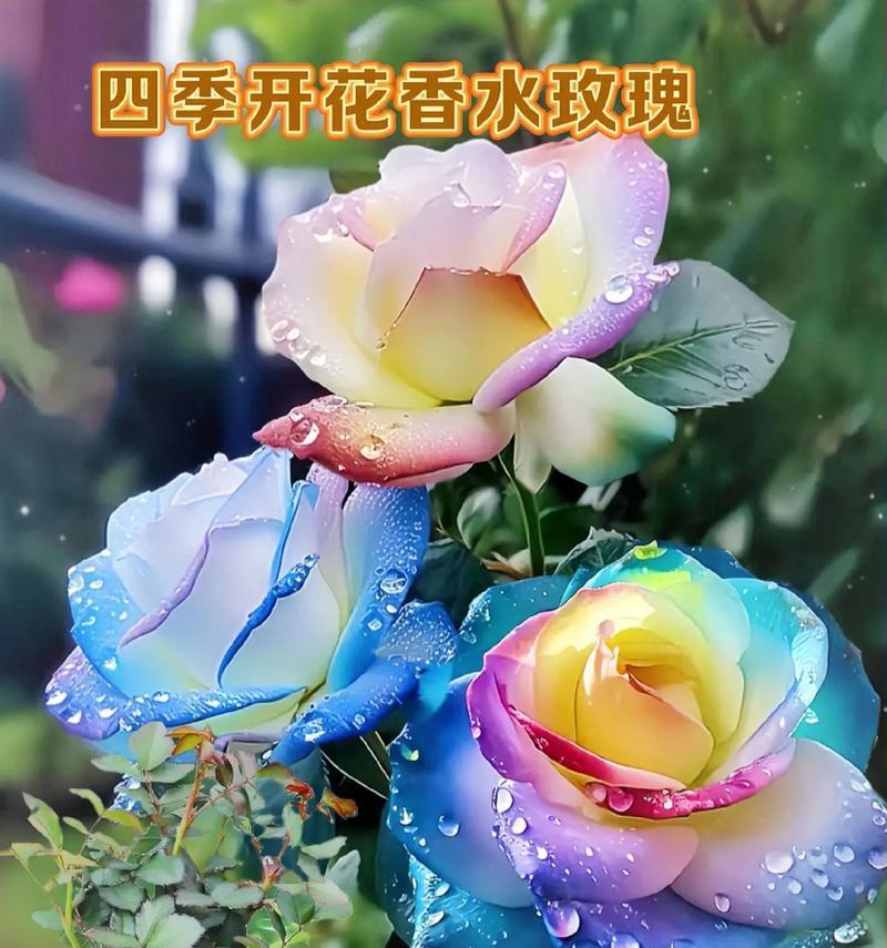 如何正确养护玫瑰花单枝（玫瑰花单枝养护攻略，轻松打造花园的焦点）