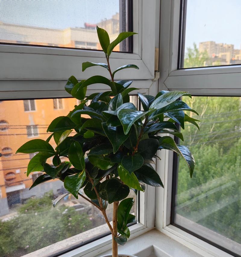 茶花叶子卷曲的原因及解决方法（了解茶花叶子卷曲的原因，掌握有效解决方法，让你的茶花焕发生机）