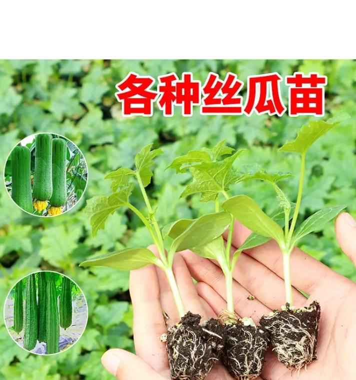 盆栽丝瓜种植指南（以盆栽丝瓜种子如何成功种植）