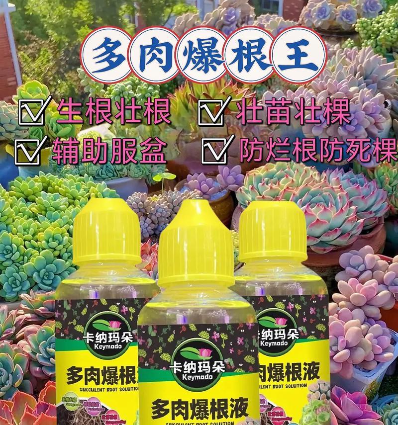 蓝豆多肉根不好的原因及解决方法（探寻蓝豆多肉根不好的根源，为你的多肉健康生长保驾护航）