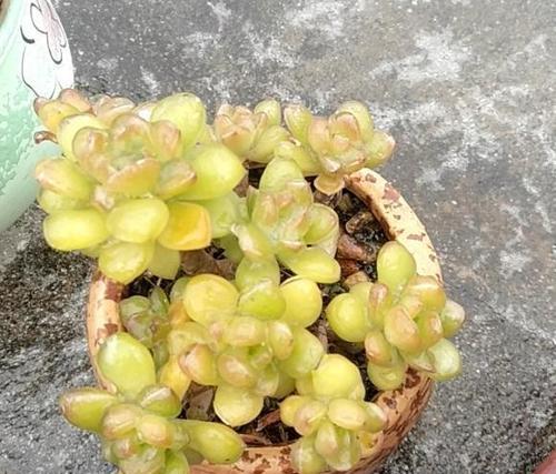 打造多肉植物的水化天堂（让多肉植物远离干旱烦恼，喝上充足水分）