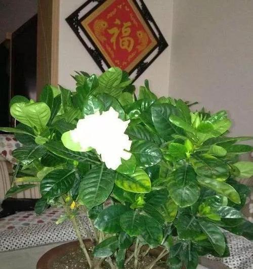 怎样处理桅桅花的徒长问题（快速有效解决桅桅花的徒长困扰）