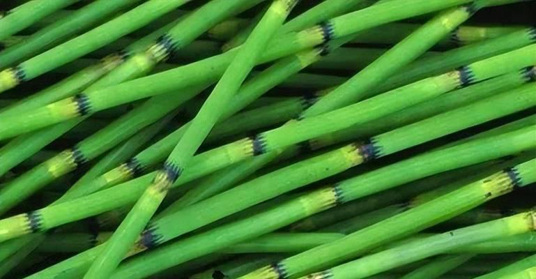 节节草与麻黄草的区别（从形态、药用、栽培、毒性四方面比较）