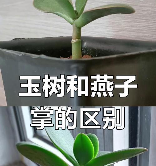 燕子掌叶子小，打造迷你绿色天堂（燕子掌养护与布置，打造迷你绿色天堂）