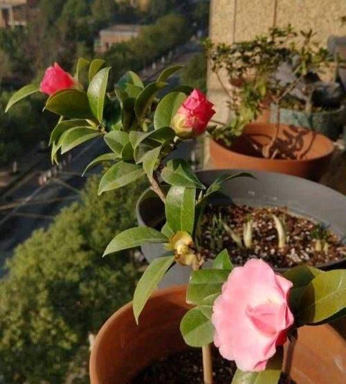 茶花主干过高的处理方法（解决茶花过高主干的实用技巧）