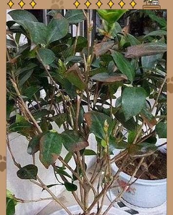 急救茶花换盆，拯救植物生命的方法（救急！茶花换盆后出现问题怎么办？教你一招不误）
