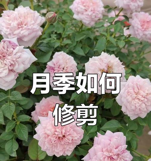 月季花的头往下弯如何处理（探索有效的月季花护理技巧）