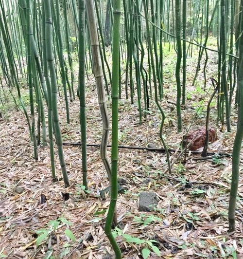 1.确定光照条件