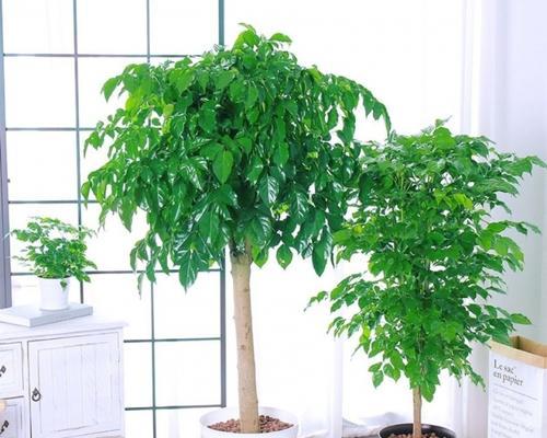了解平安树和幸福树，让生活更美好（认识这两种特殊的树，让你拥有健康与快乐）