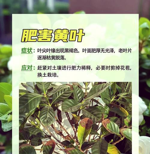 枝子花的落叶问题（如何解决枝子花每天都在落叶的困扰）