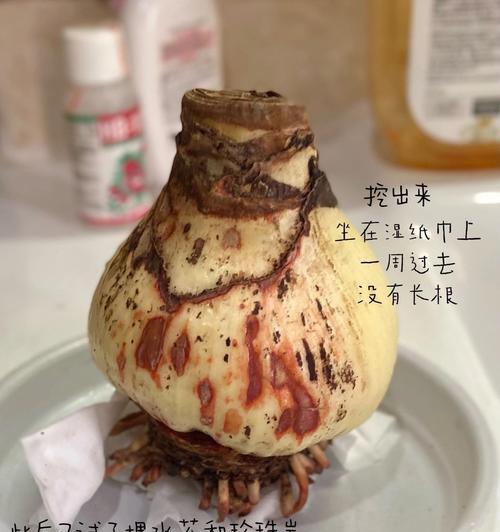 探讨朱顶红就是不生根的原因及解决方法（重视朱顶红生根问题，提升栽培技巧）