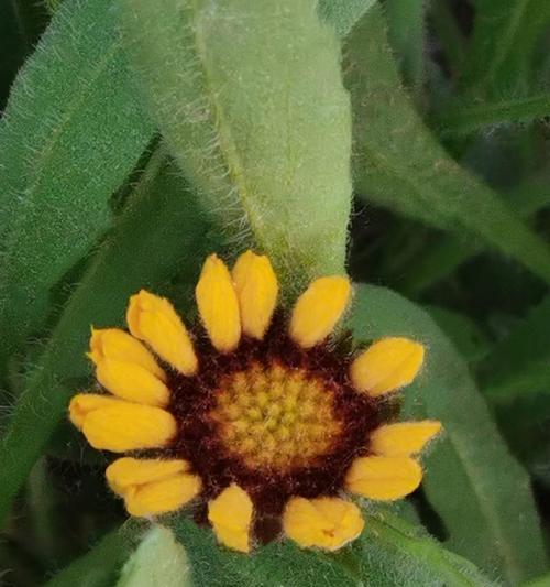 球菊是多年生还是一年生植物？（揭开球菊生命周期的谜团）