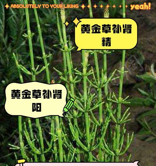 如何养护黄金葛，使其呈现鲜黄色的枝叶（探讨黄金葛养护技巧，打造明亮生机的室内植物环境）