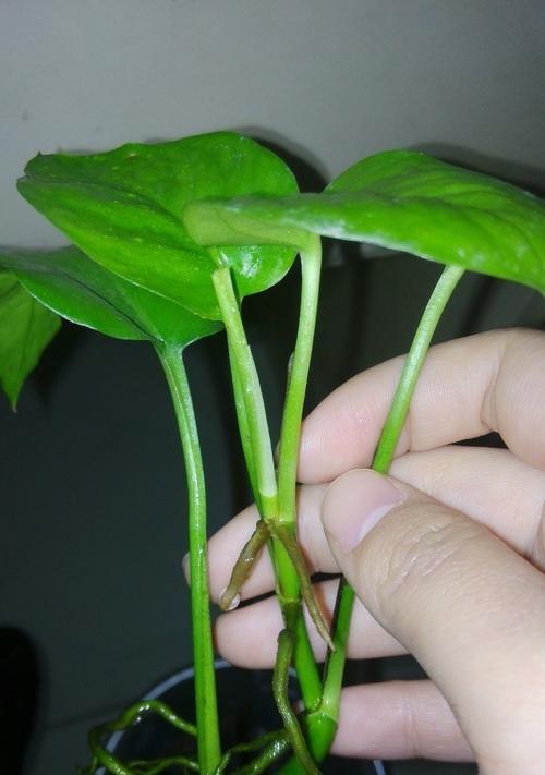 绿萝的茎的生长及机制解析（探索绿萝茎的成长过程与适应性特征）