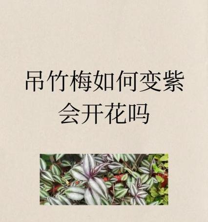 吊竹梅开花的奇迹（探索吊竹梅开花的美丽秘密）