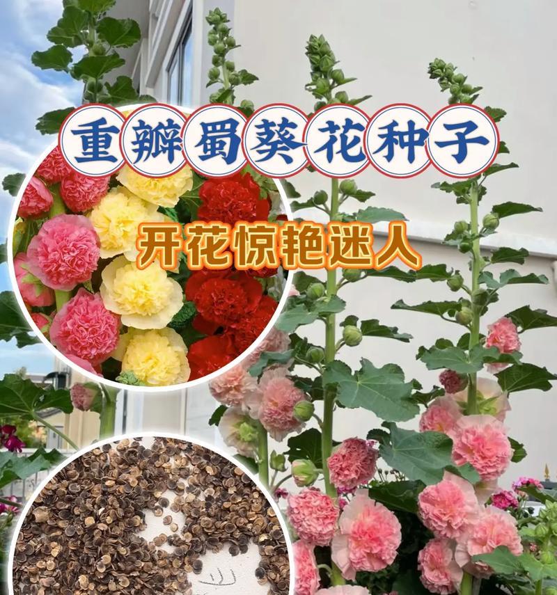 蜀葵种子的最佳播种时间（如何选择最佳时间种植蜀葵）
