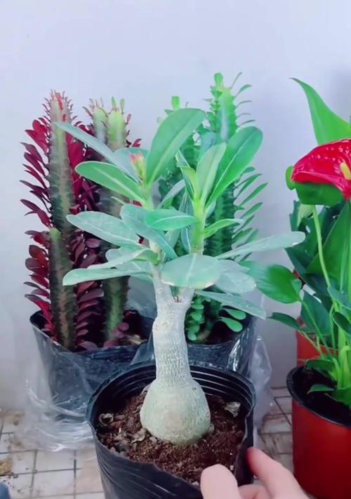 沙漠玫瑰（如何选择种植沙漠玫瑰的合适盆器？）