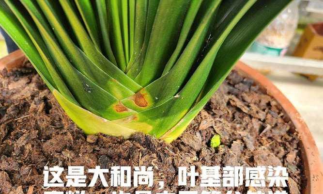 以君子兰移栽后怎么养？（君子兰移栽后的养护指南）