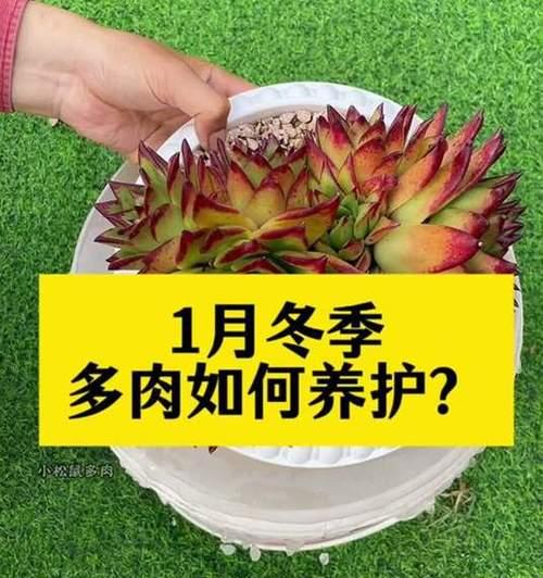 多肉植物过冬的防护措施（如何保护多肉植物安全度过寒冷的冬季）