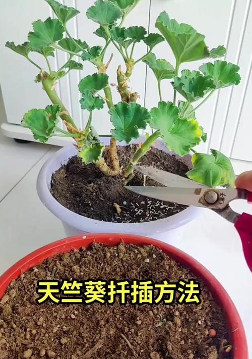 以垂吊天竺葵怎么施肥？（探讨垂吊天竺葵施肥的最佳方法）