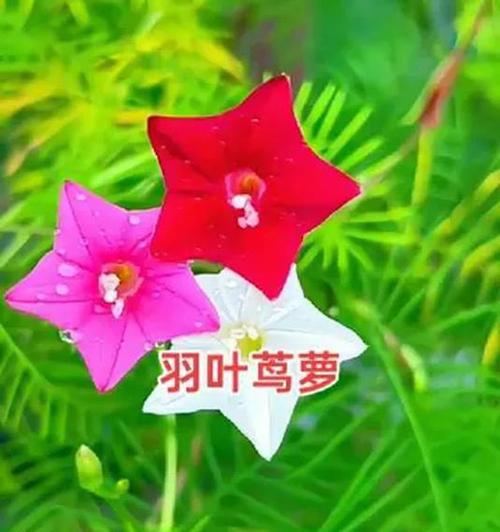 羽叶茑萝花苗养护指南（打造美丽庭院的关键——羽叶茑萝花苗怎么养）