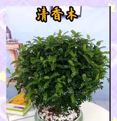 清香木的浇水开花技巧（打造清香木的理想生长环境，让其绽放独特芬芳）