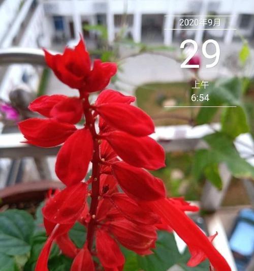 红鹤花干叶的形成和原因分析（探究红鹤花干叶的成因及防治方法）