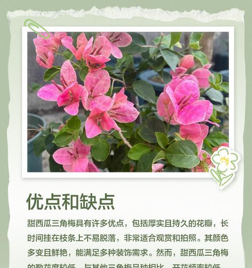 揭秘三角梅品种的奥秘（了解三角梅的丰富多样性及如何鉴别）