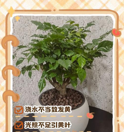 幸福树的干枯叶子怎么救？（以幸福树缺水叶子干枯为例，如何救活植物？）
