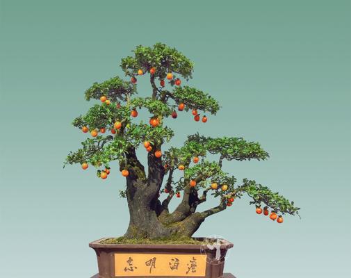 金弹子的保护与重要性（保护植物，保护生态环境；金弹子的生命之源）