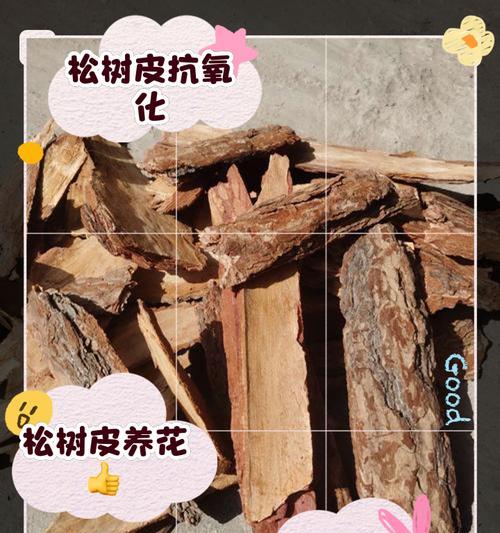油松的浇水技巧（掌握正确的浇水方法，促进油松健康生长）
