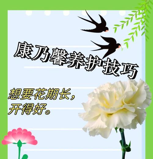 康乃馨中间枯萎的原因及抢救措施（康乃馨的养护技巧，解决中间枯萎问题的关键在于细心呵护）