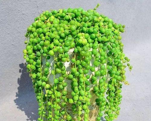 多肉藤的养殖技巧与注意事项（打造多肉藤植物的繁茂生长，关键在养）