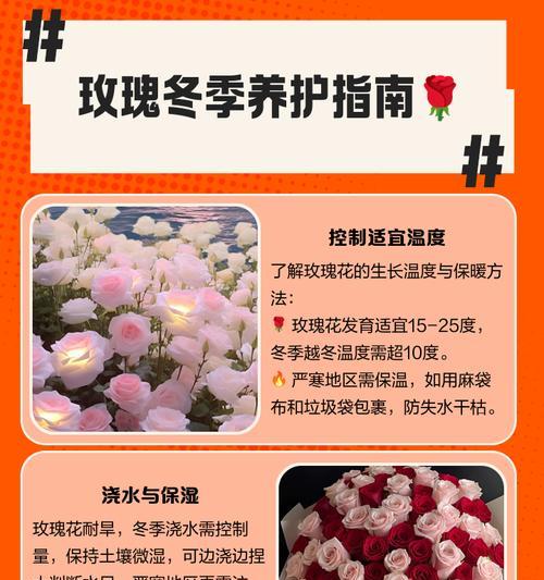 救活枯萎的玫瑰花枝，恢复生机的秘诀（玫瑰花枝干枯了怎么办？教你拯救枯萎的玫瑰花枝）
