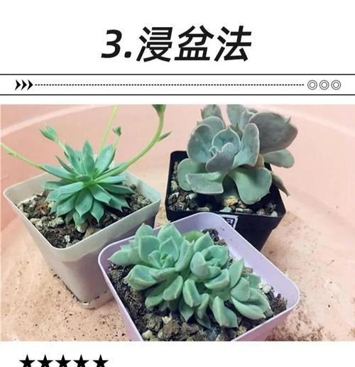 多肉植物的正确浇水方法（保持多肉在20度中午的适宜湿度，掌握这些关键点！）