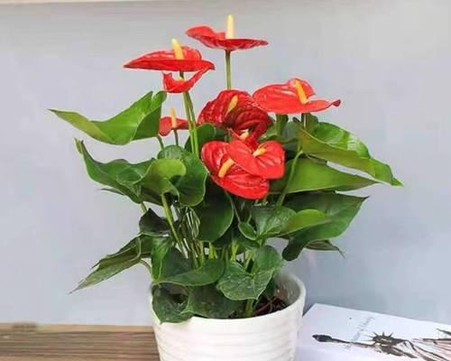 红掌花卉冻死了怎么办？（救活被冻死的红掌花卉的有效方法）
