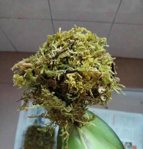 蝴蝶兰叶面发霉的原因及防治措施（揭开蝴蝶兰叶面发霉的奥秘，教你轻松保持花叶健康）