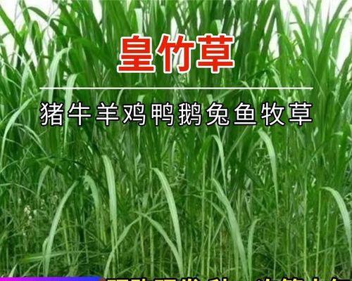 种植皇竹草的详细步骤（了解皇竹草的种子及育苗方法，让您轻松种植）
